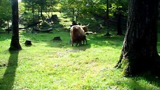 Baby Bull Calf