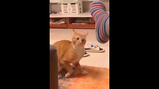 "Funny Cat vs. Scary Roomba"