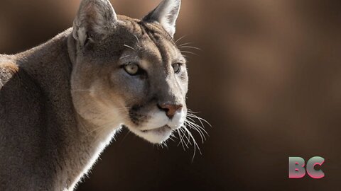 Cougar attacks mountain bikers on Washington trail