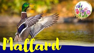 Unpredictable and Friendly Mallard Ducks