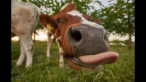 Laugh-Out-Loud Animal Antics