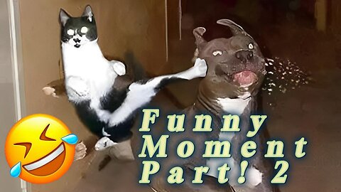 Entertaining Animal Clips : Hilarious Cats, Dogs, and More! - Part 2
