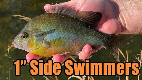 1" Micro Side Swimmers (Scud) Soft Plastic - Dropshot & Underwater Ice Fishing Footage