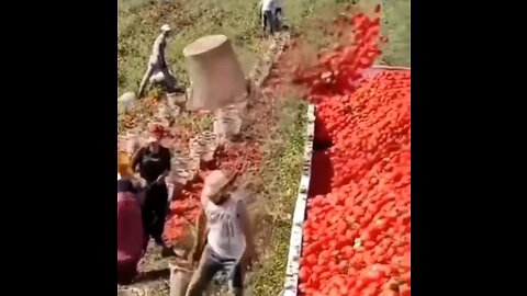 Peak Human Performance - When tomatos go from basket to transport truck