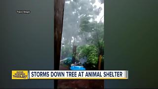 Thunderstorm downs tree at Spring Hill cat rescue shelter