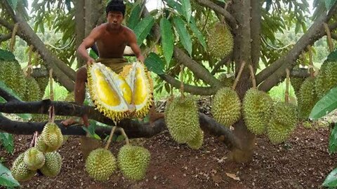 Adventure in forest - Find Fruit In The Jungle - show Eating durian fruit delicious