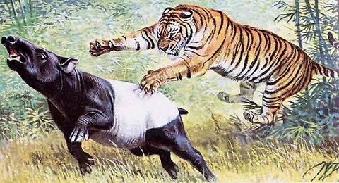 Panthera Tigris Sudanensis