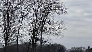 Juvenile eagle.