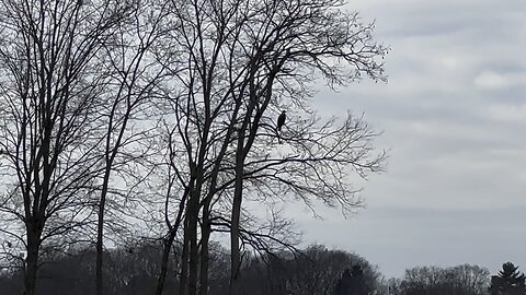 Juvenile eagle.