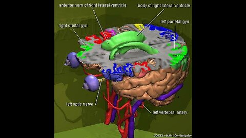 Human brain | human brain parts | brain system | brain anatomy | cranial nerve system