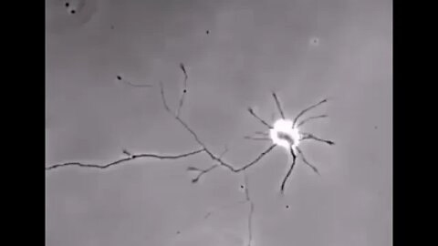 Impressive video of a brain cell looking for connections