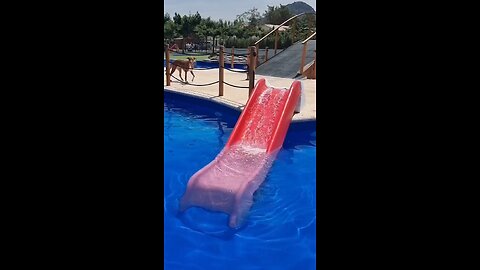 dog playing with water slide