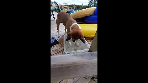 Hilarious pup defends his mini pool, digs in water for bubbles.