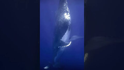 Rare Footage: Giant Humpback Whale Caught Sleeping in the Ocean's Depths!