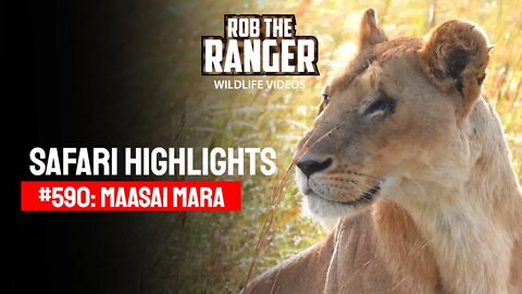 Safari Highlights #590: 25 February 2021 | Maasai Mara/Zebra Plains | Latest Wildlife Sightings