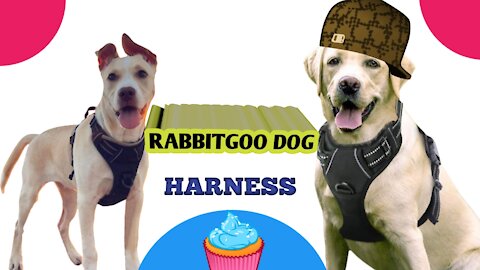rabbitgoo Dog Harness, No-Pull Pet Harness with 2 Leash Clips