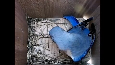 The extraordinary reproduction cycle of an American Bluebird This nest had more eggs NESTBOX