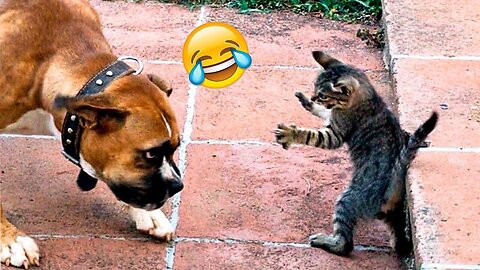 Funniest Animals 2024 Funniest cat and Dogs