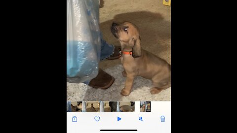 Bloodhound puppy tracks milk replacer at 5 weeks old.