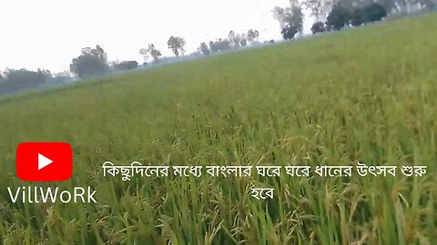 In a few days, the rice festival will start in the houses of Bengal.