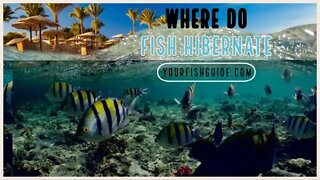 A Place Where Fish Hibernate ~ Ever Wondered Where Do Fish Stay During the Winter