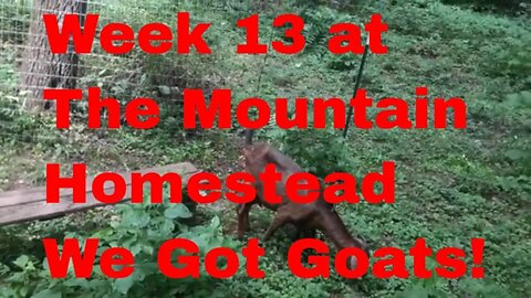 Preparing for goats, I get a nasty bite, and sad news 3 Months at the Mountain #Homestead