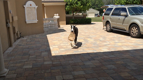 Katie the Great Dane delivers groceries in slow motion