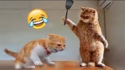 Funniest cats🐱In The World😂 Funny and Fails Pets Video