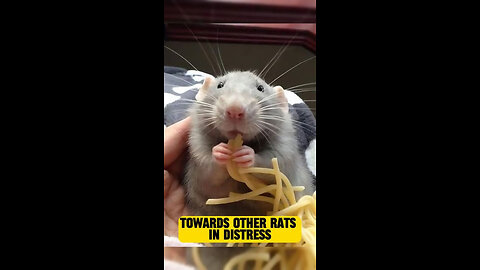 facts about rats