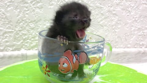 The smallest kitten in the world is trying to fall asleep in Dad's cup