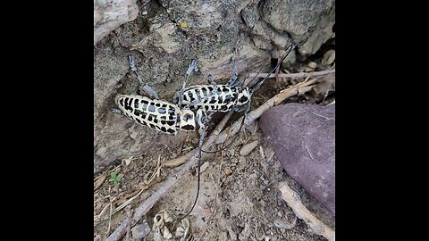 Bug Sex. Cotoon Wood Beetles - Mvskoke Nation Okmulgee Lake 2023 🇺🇸🇺🇸