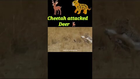 Cheetah attacked Deer 🦌 2022 #shorts #youtubeshorts #shortvideo