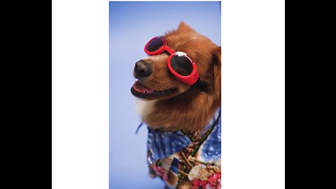 A Dog with Red Sunglasses