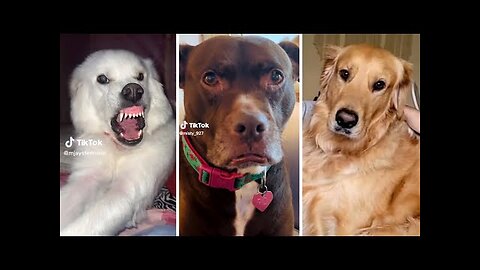 world's_Funniest_ Animals_2023_😂_Funniest_Cats_and_Dogs_Videos_😺🐶