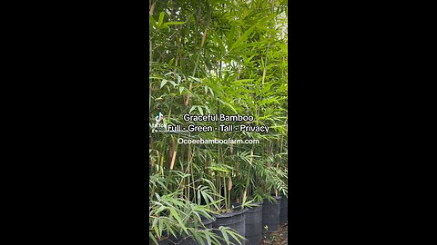 Graceful Bamboo - 15 Gallon Graceful Bamboo Plants 407-777-4807 In Stock