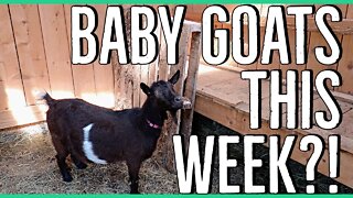 DIY Birthing Stall for our Pregnant Nigerian Dwarf Goat