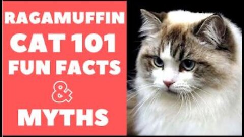 Ragamuffin Cats 101 : Fun Facts & Myths