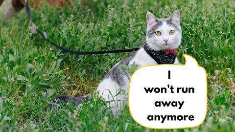 How To Train Your Cat To Use A Leash!