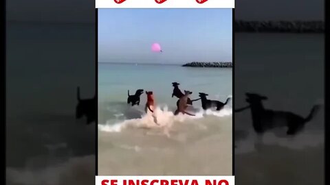 Cachorros Brincando com Balão na Praia #shorts
