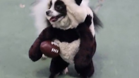 "Panda" dog prepares for Super Bowl Sunday!