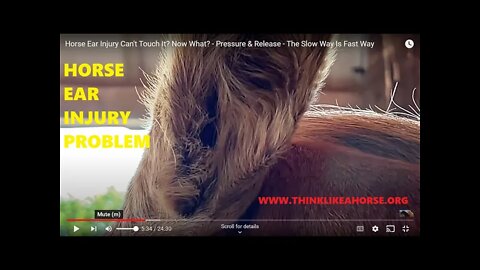 Horse Ear Injury Can't Touch It? Now What? - Pressure & Release - The Slow Way Is Fast Way