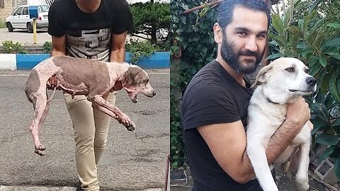Update on a rescued stray dog with skin diseases - Khanoom Kuchik