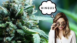 Budzingas by Bingus