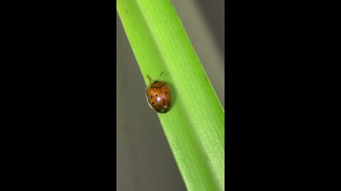 Golden Tortoise Beetle - Part 1