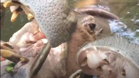 UP-CLOSE View of Hippo Feeding Time!