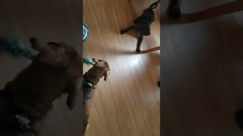 Our Dogs Playing Tug Of War