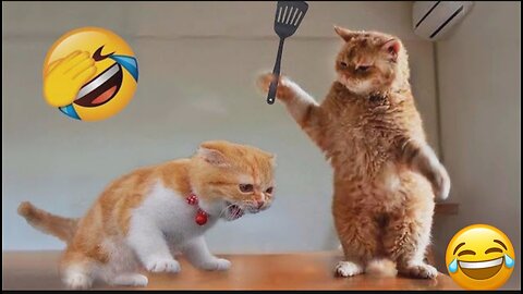 Funniest cat fight video 2023 😂😂