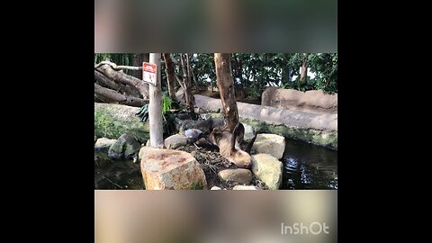 This sloth tries to escape from the area twice!
