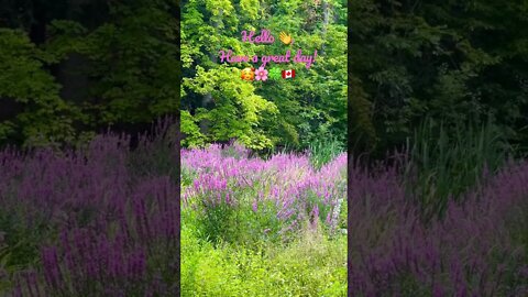 Invitation to My Secret Garden 🇨🇦 | Happy Friday | Le Piccadilly | Piano