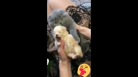 cute kitty hug's puppy sweeties video #puppie #loveanimal